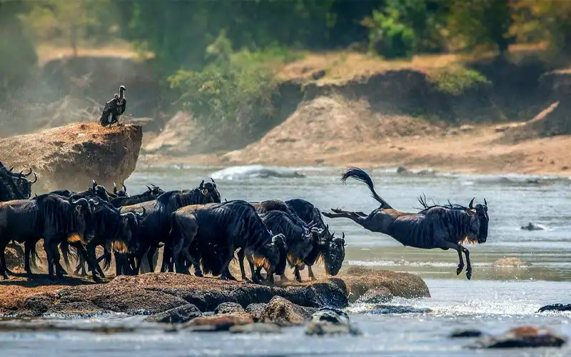 8 Days Serengeti Migration